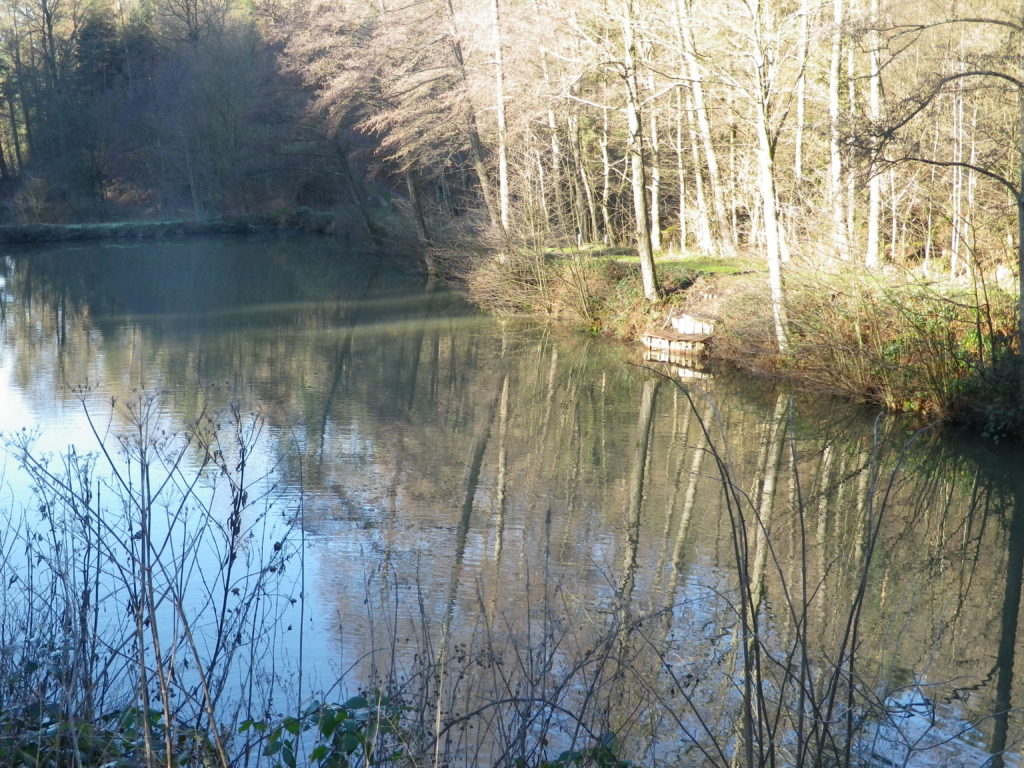 Fishpond in Winter