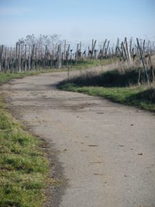 Trail Surface in Vineyards