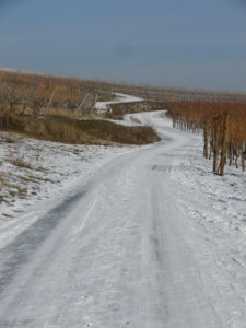 Trail Segment near Riquewihr