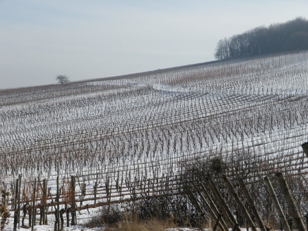 Vineyards by Riquewihr