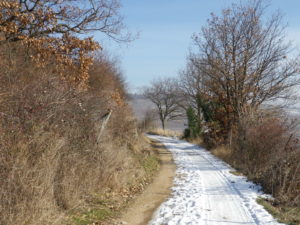 Trail Segment near Kaysersberg