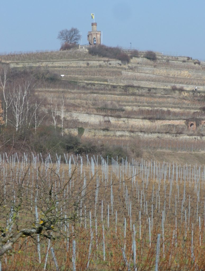 Fuchsmantel Vines and the Flaggenturm
