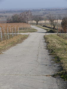 Trail Through Vineyards