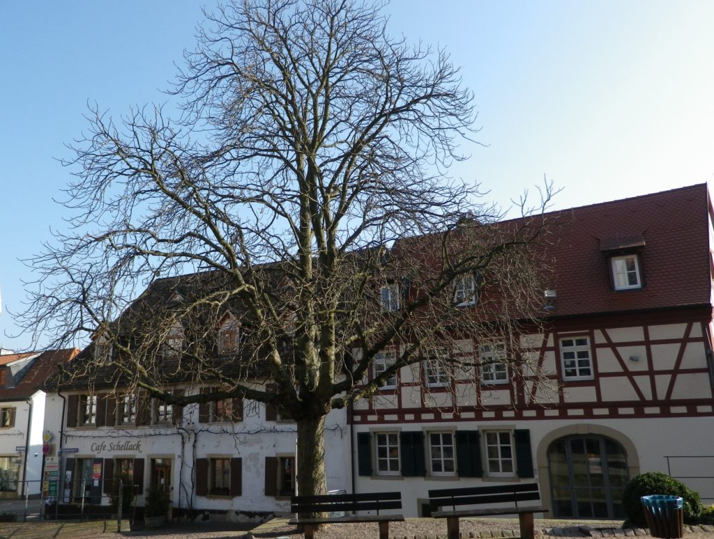 Wachenheim: Town Center