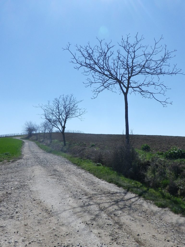 Casorzo Fields