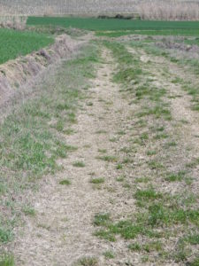 Grassy Trail Surface
