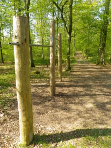 Typical Trail through Woods