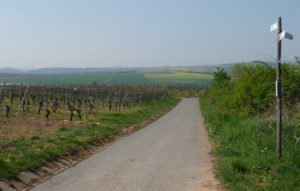 Representative Trail Segment in Vineyards