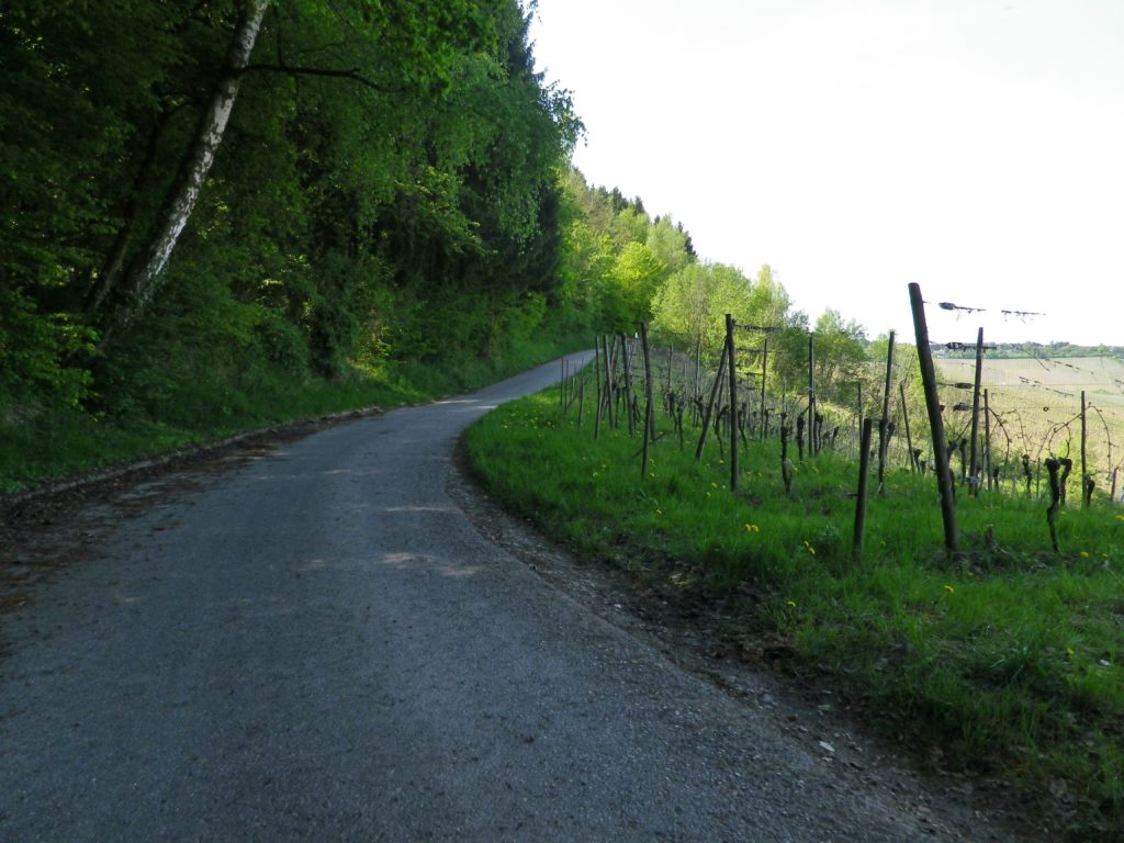 Dense Woods and Sunny Slopes