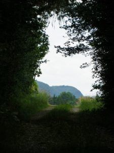 Trail Segment through Woods