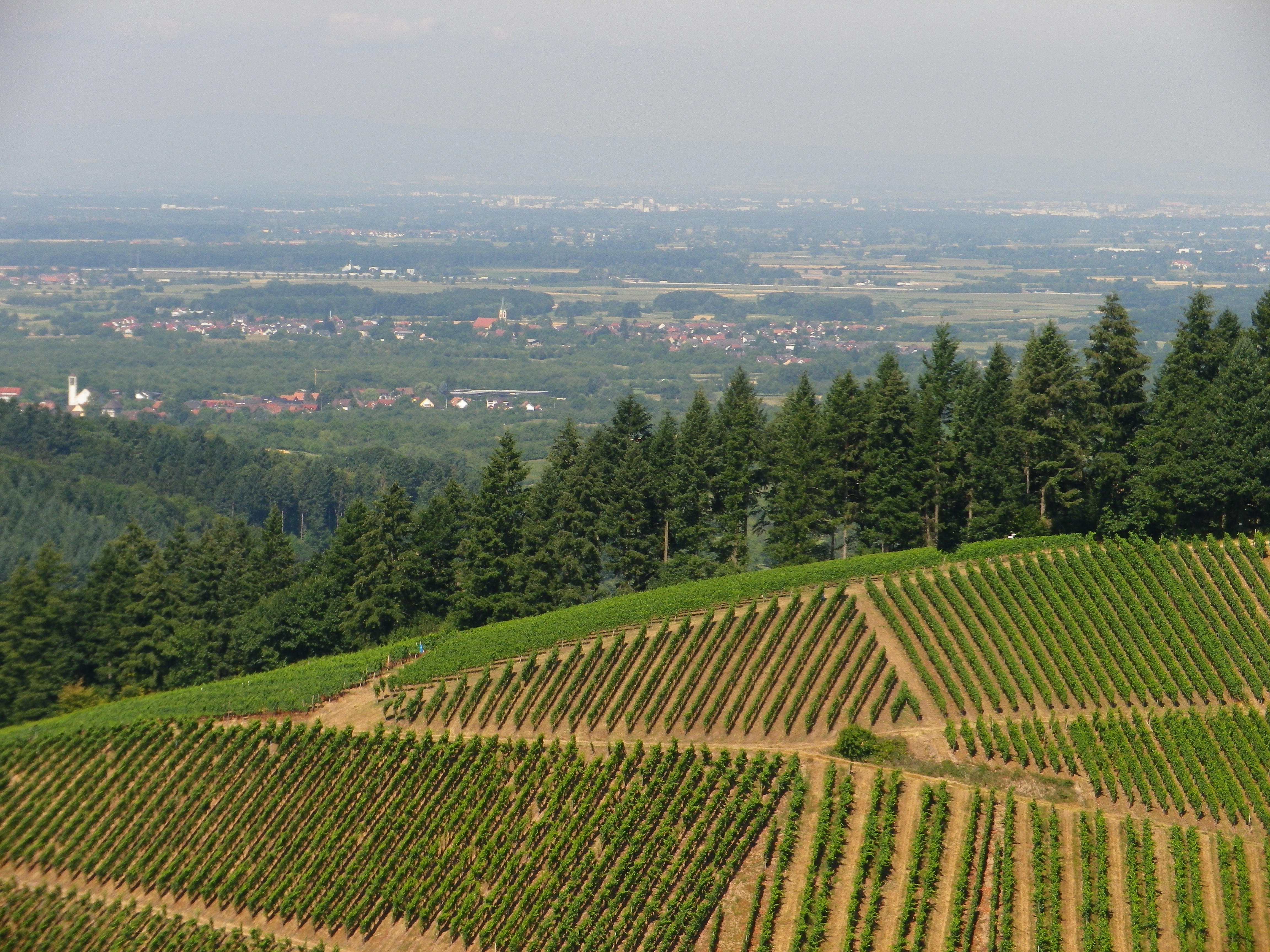 From the Vines to the Rhine and Beyond