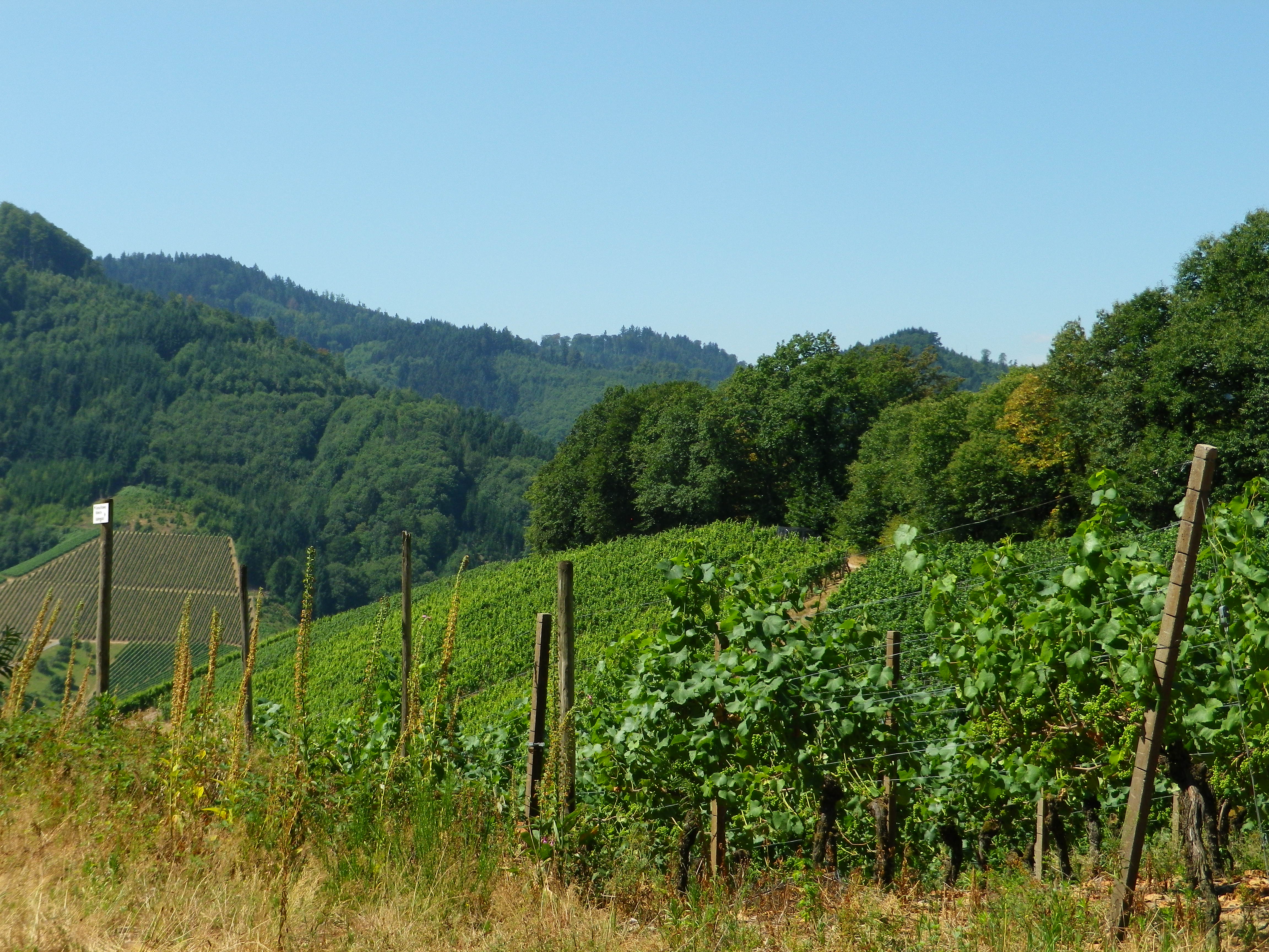 Black Forest and Vineyards