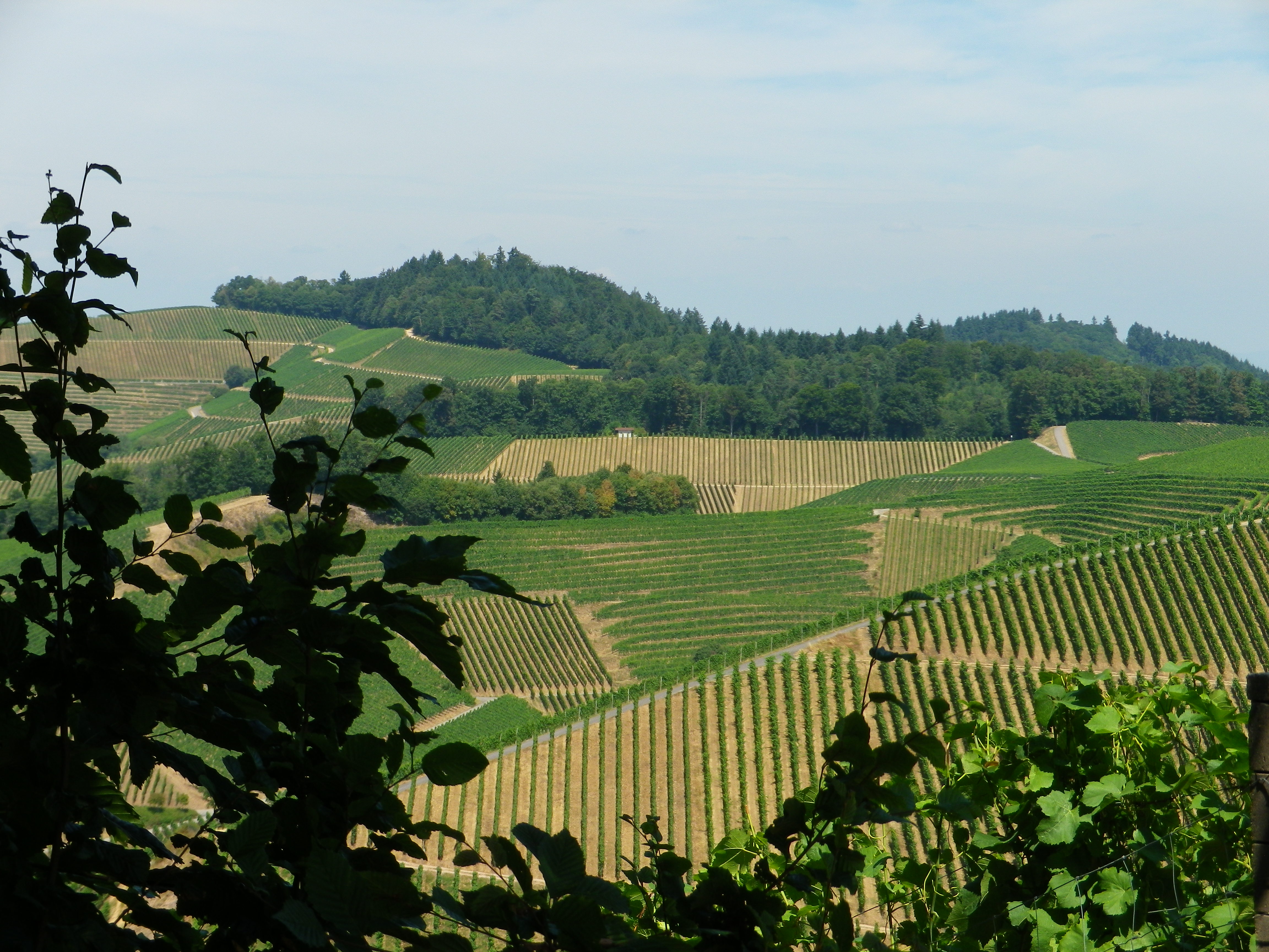 Vineyards by Durbach