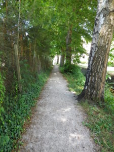 Trail Surface Weinpanorama Weg
