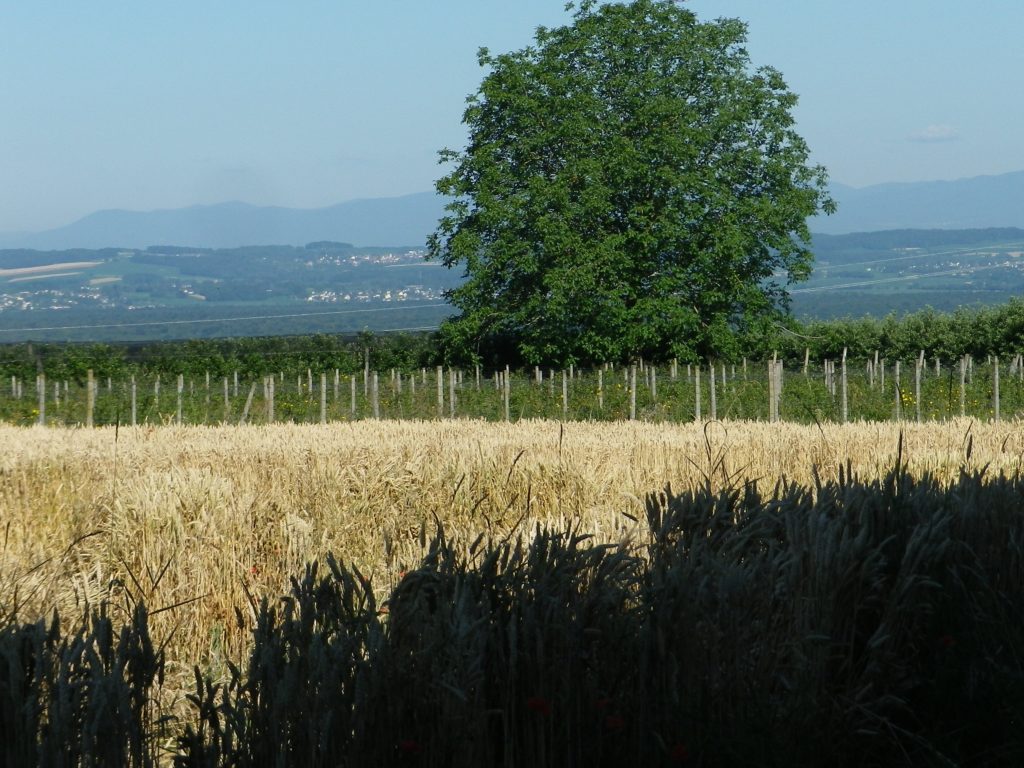 Southern End of the Vosges