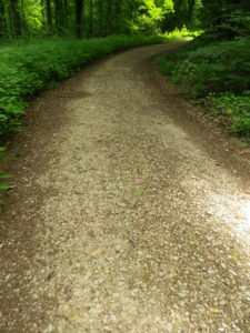 Trail Surface in Woods