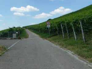 Representative Trail Surface in Vineyards
