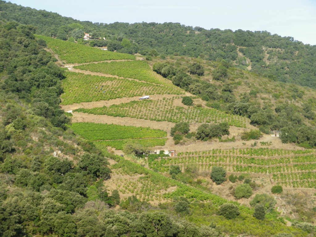Harvest in the Vineyards