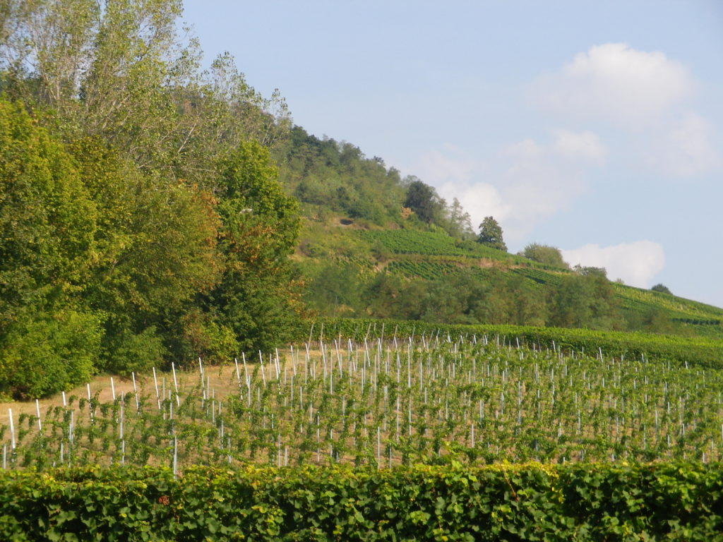 Vines along the Hessische Bergstrasse
